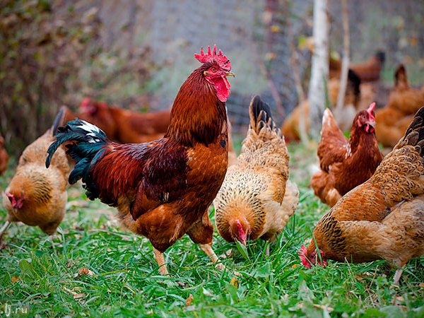 Породы куриц | ЗооТом - продажа, вязка и услуги для животных в Гурьевске