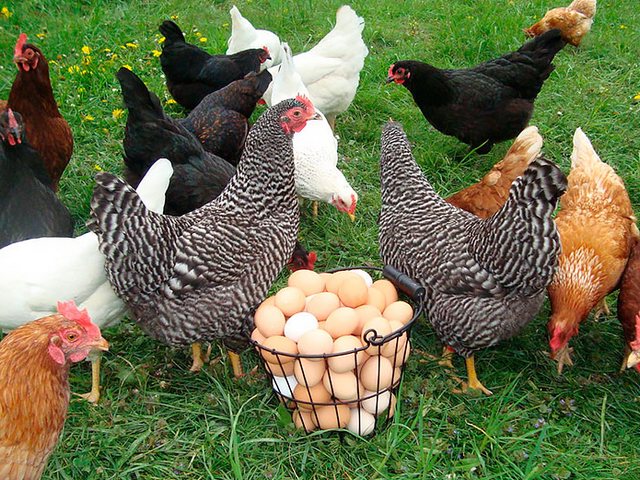 Содержание кур и уход за ними | ЗооТом - продажа, вязка и услуги для животных в Гурьевске
