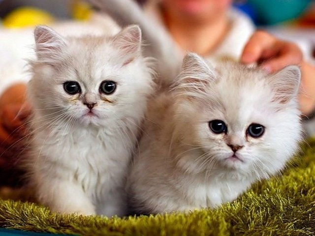 Породы кошек в Гурьевске | ЗооТом портал о животных