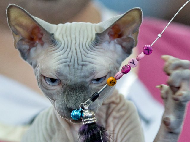 Выставки кошек в Гурьевске | ЗооТом портал о животных