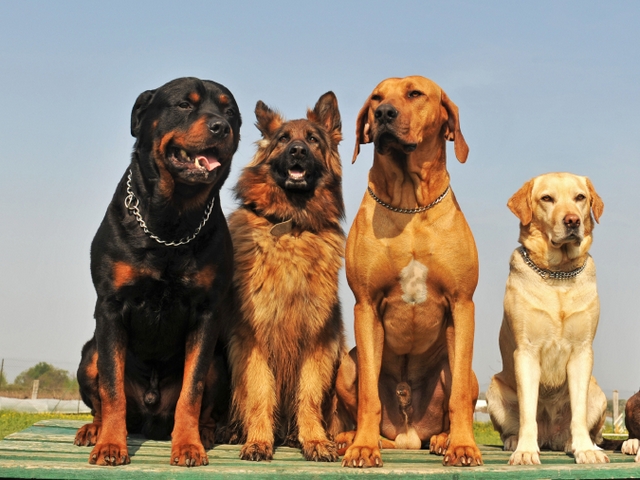 Крупные породы собак в Гурьевске | ЗооТом портал о животных