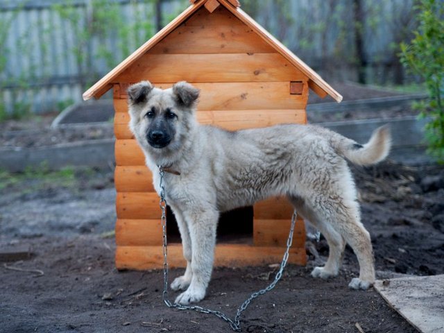 Все о собаках в Гурьевске